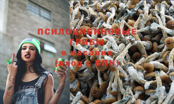 гашик Аркадак
